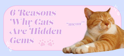 6 Reasons Why Cats Are Hidden Gems